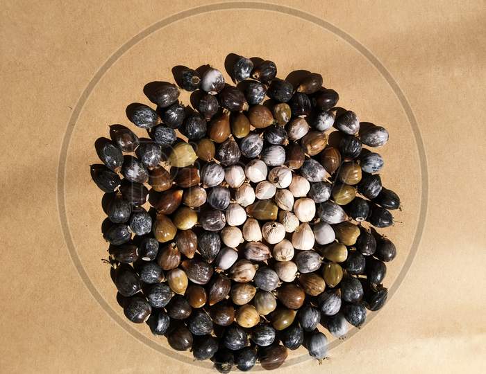 Photo Of Seeds Of Job'S Tears, Scientific Name Coix Lacryma-Jobi, Also Known As Adlay Or Adlay Millet, Is Tall Grain-Bearing Perennial Tropical Plant