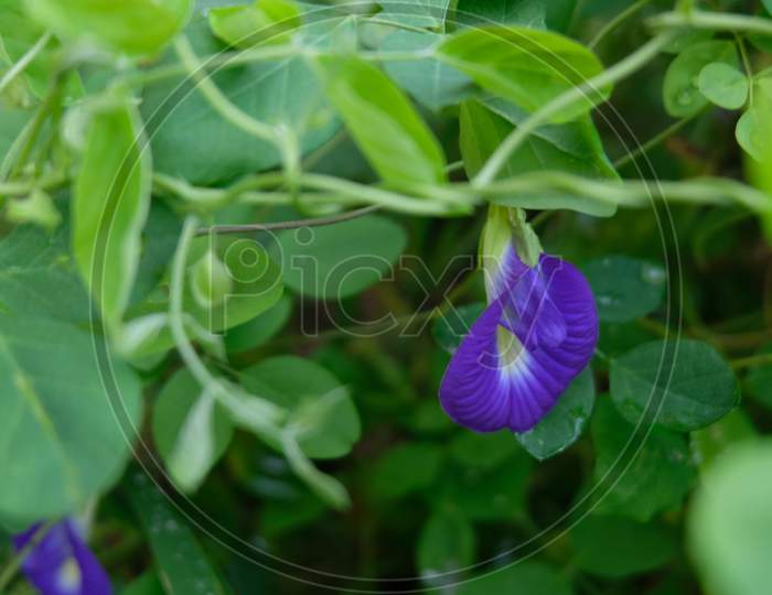 Blue pea flower plant creeper