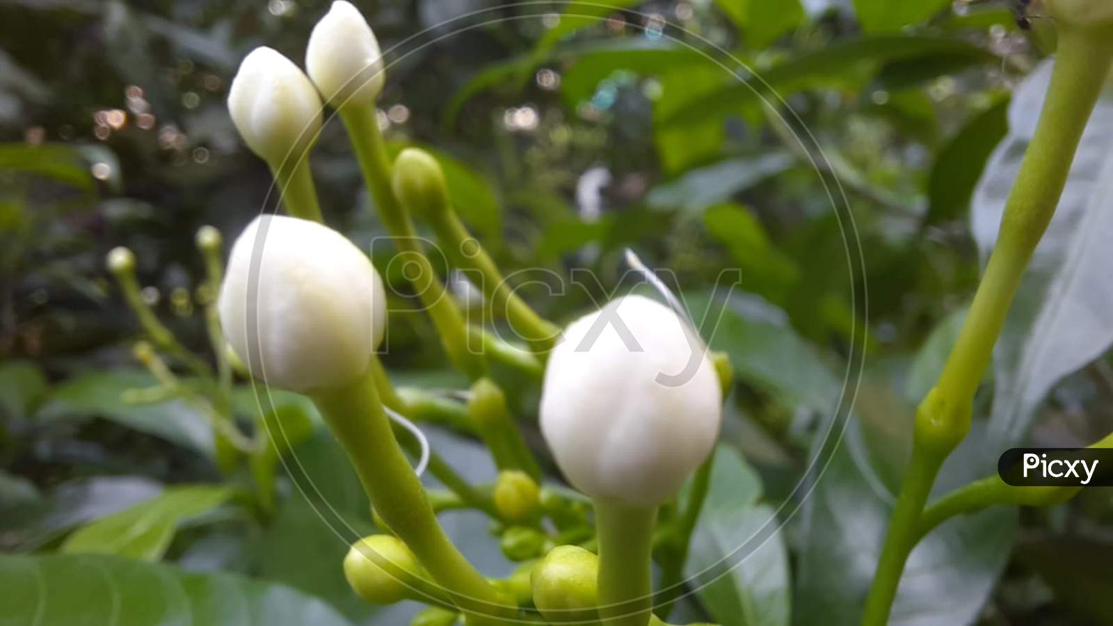 Macro photography of jasmine buds