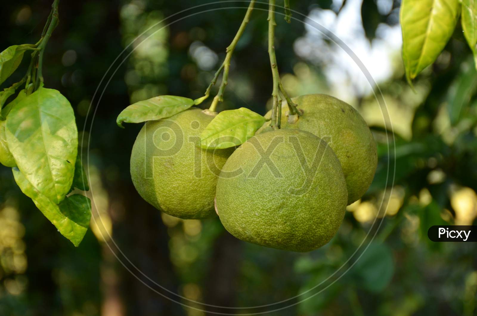 The Ripe Green Lime Fruit With Green Leaves And Branch In The Garden.