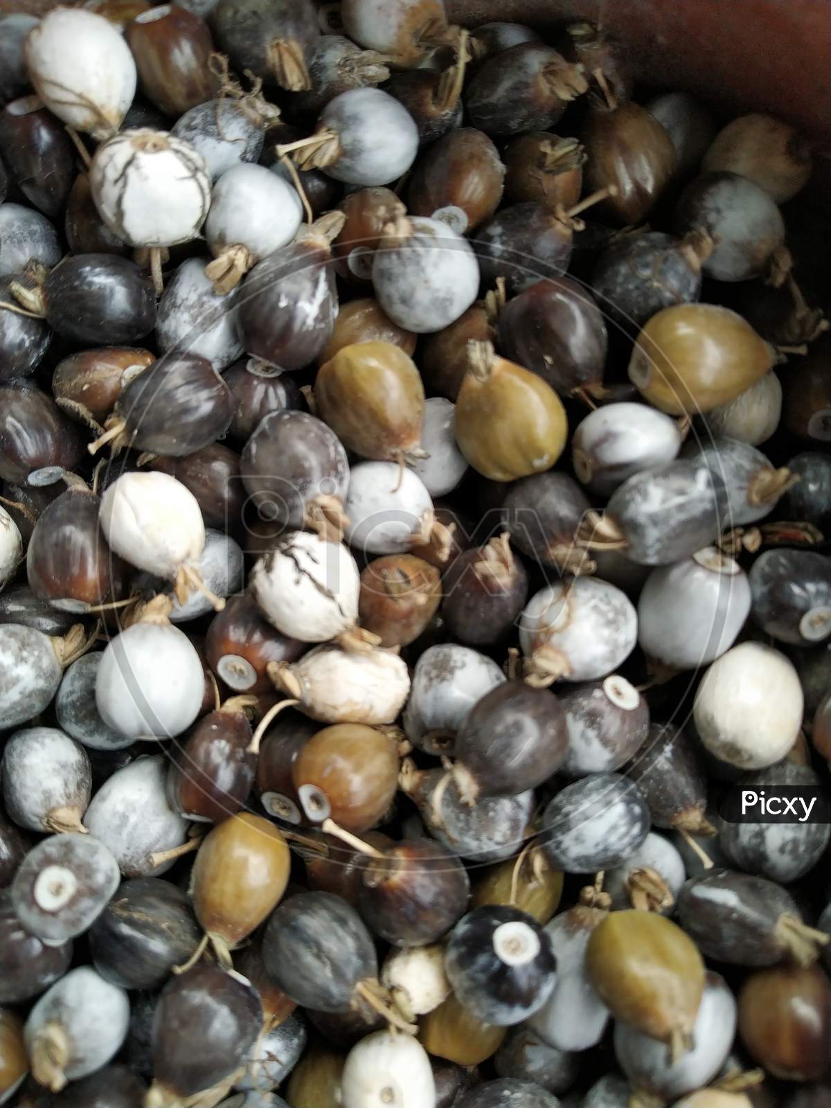 Photo Of Seeds Of Job'S Tears, Scientific Name Coix Lacryma-Jobi