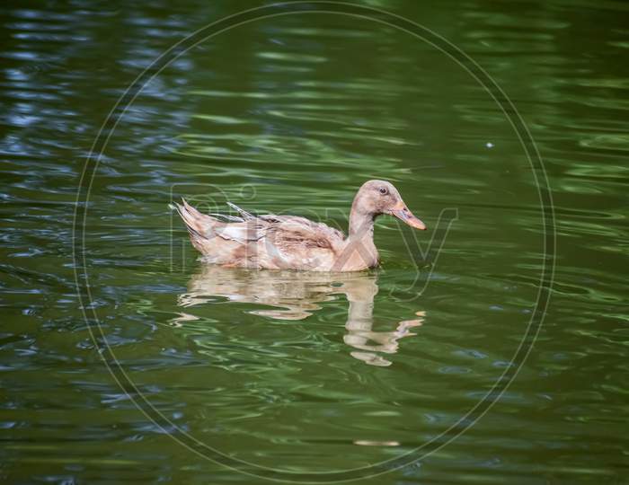 Khaki Campbell duck swimming in the pond.