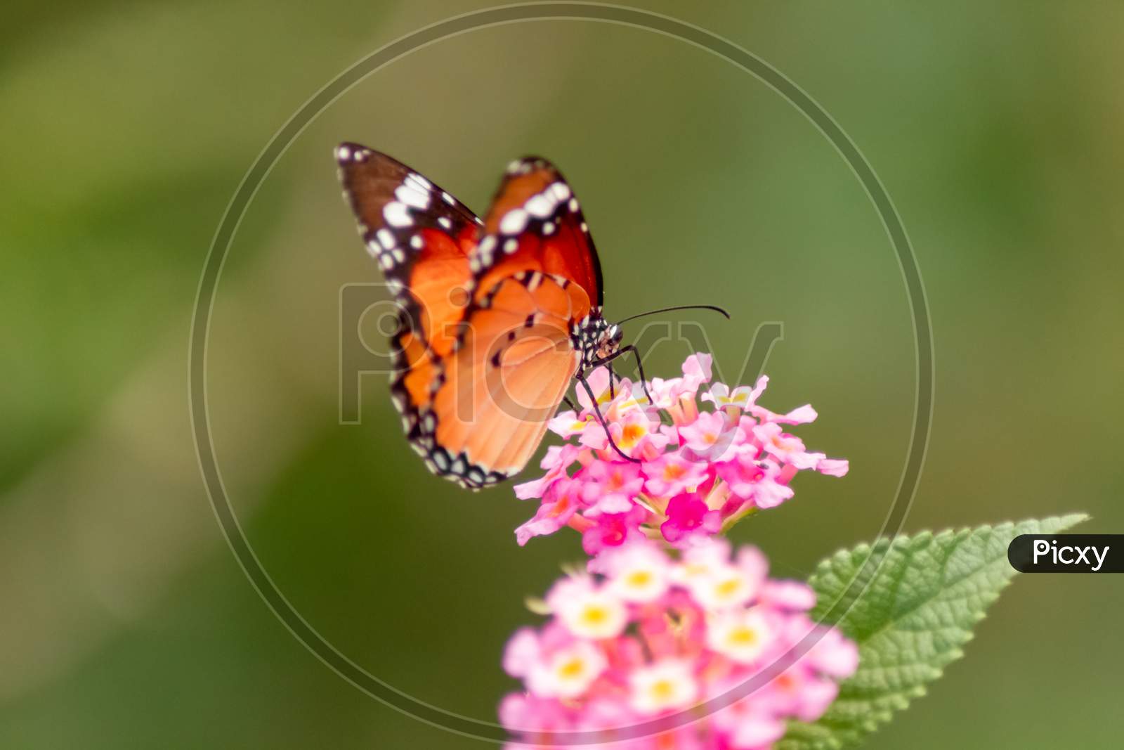 tiger butterfly on pink flower