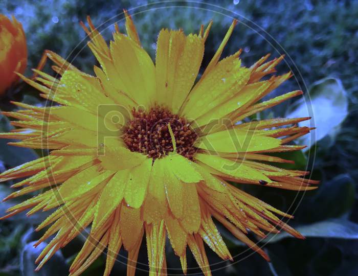 Calendula,marigold ,, orange flower, honey bee