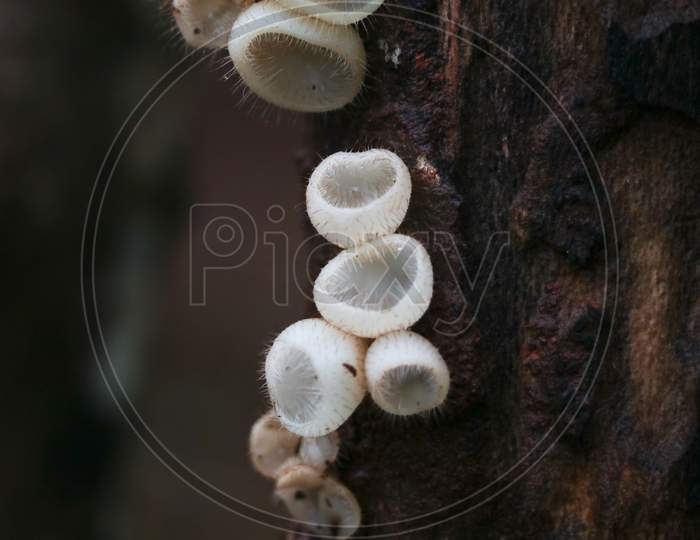 Beautiful  And Rare Mushrooms Or Conks  On A Tree, Selective Focus