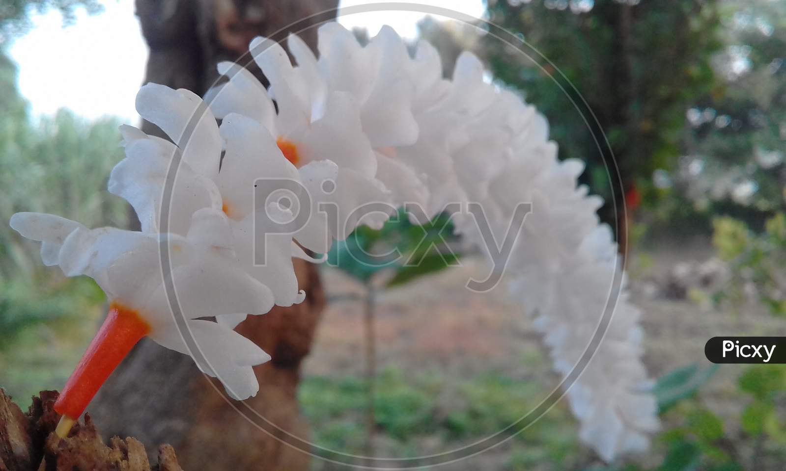 Image of Nyctanthes arbor-tristis, the night-flowering jasmine or Parijat  or hengra bubar or Shiuli is a species of Nyctanthes native to South Asia  and Southeast Asia.-YB287378-Picxy