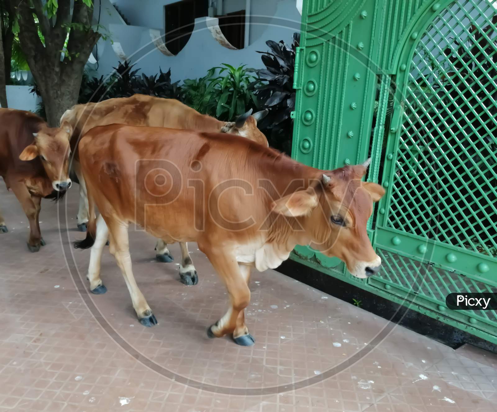 Indian cows - a pair of indian cows -mammals
