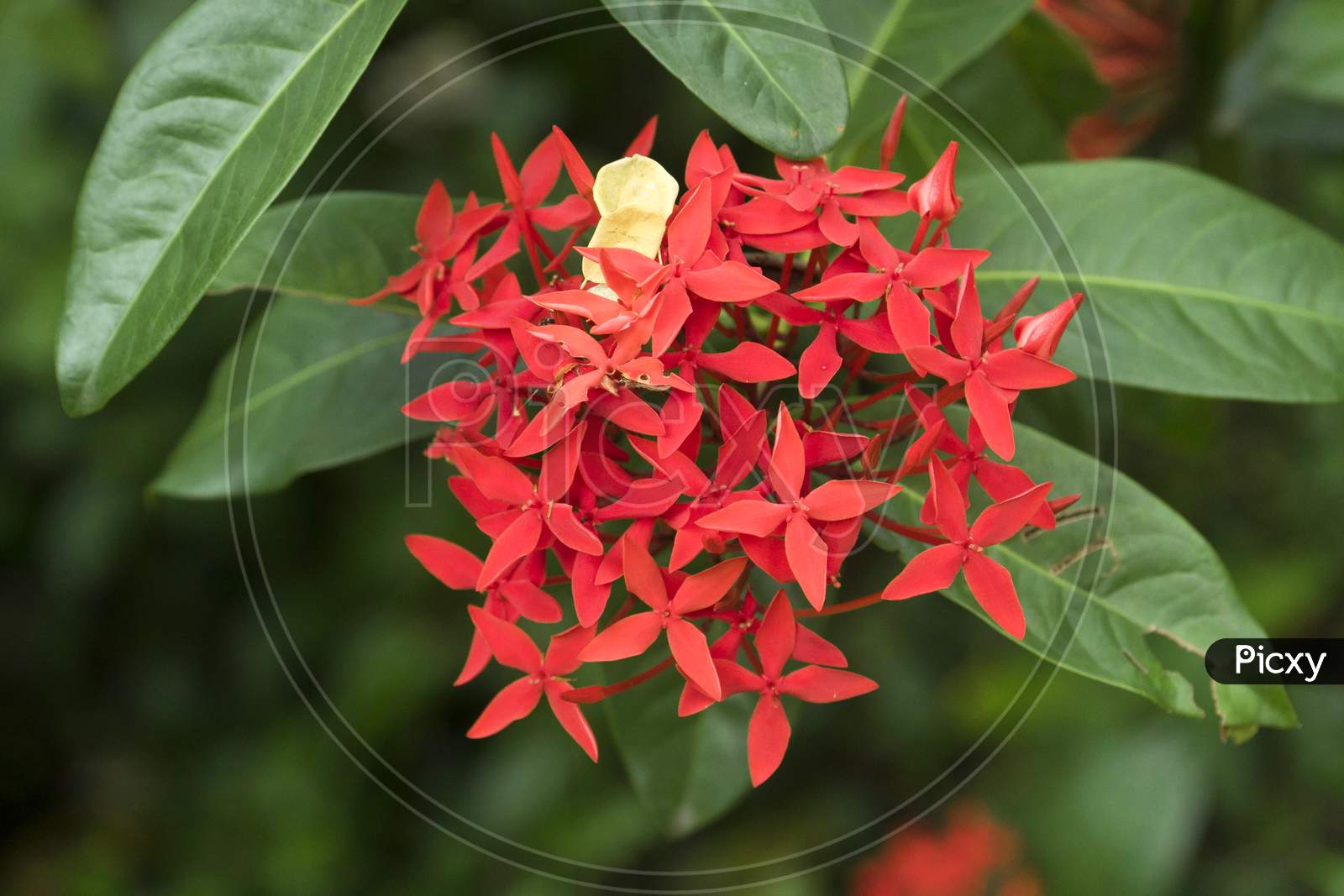Image Of Red Color Ixora Flower In Kerala,India