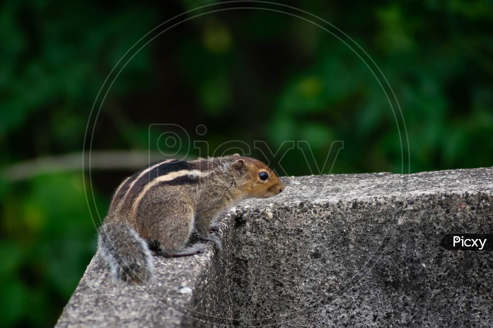 Squirrel Sitting On Terrace