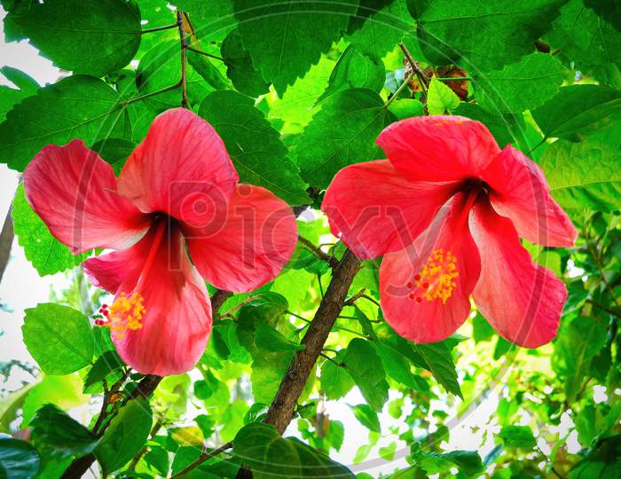 Colorful Hibiscus Flower