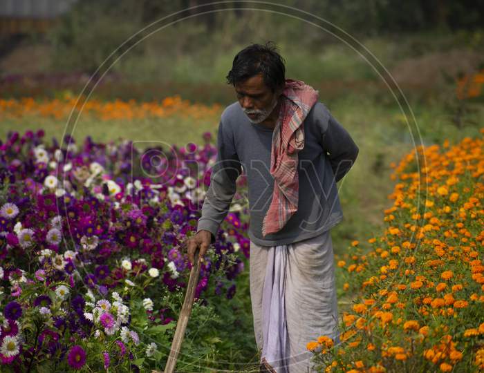 Khirai Midnapore, West Bengal, India - 11Th October 2020 : A Farmer Working In Flower Field And Collecting Flowers