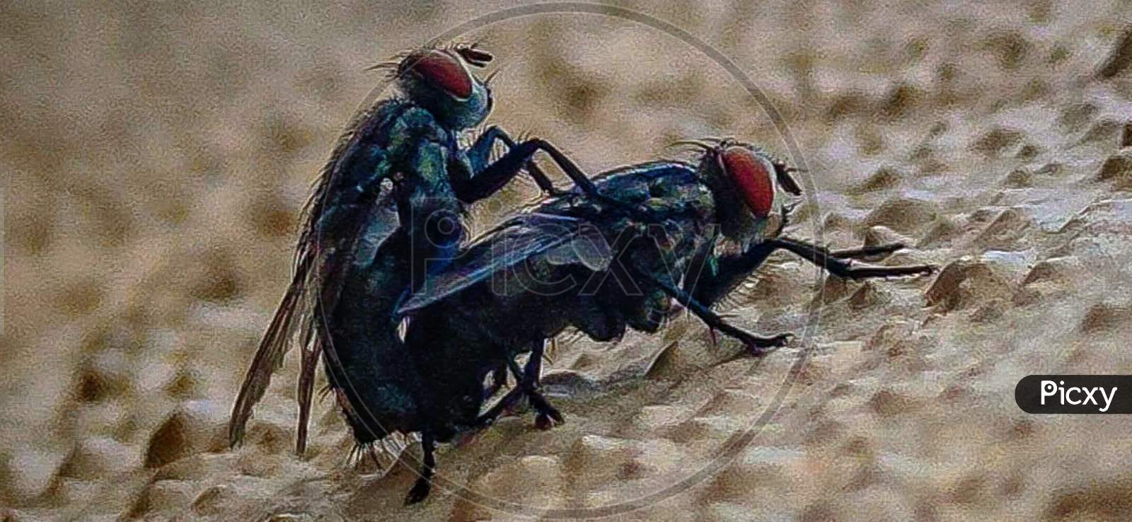fly breeding image