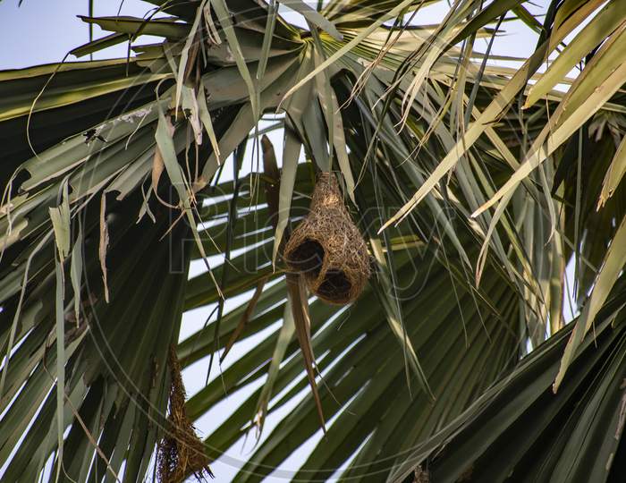 A Nest Of Tailor Bird Called Babui In Bengali