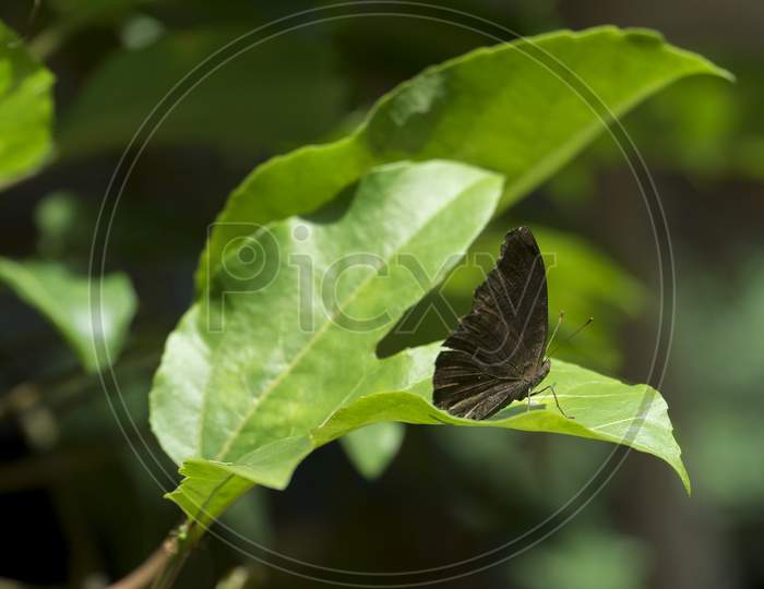 Image Of Chocolate Pansy Butterfly In Kerala.