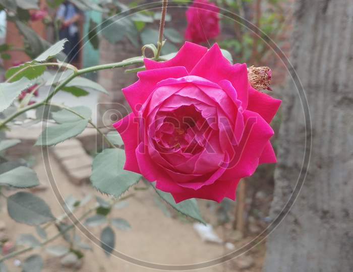 Closeup shoot of Rose