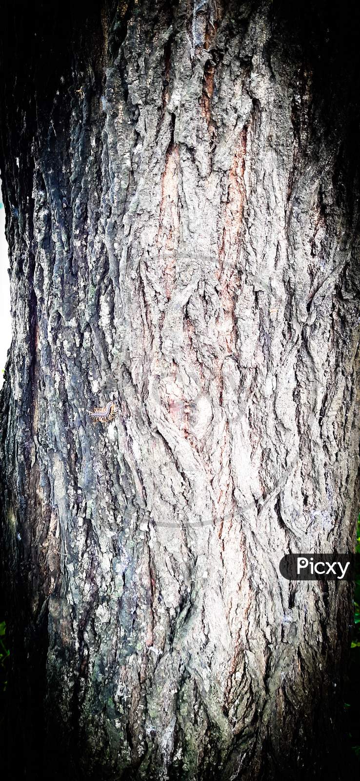 tree trunk isolated from background  texture with spot light