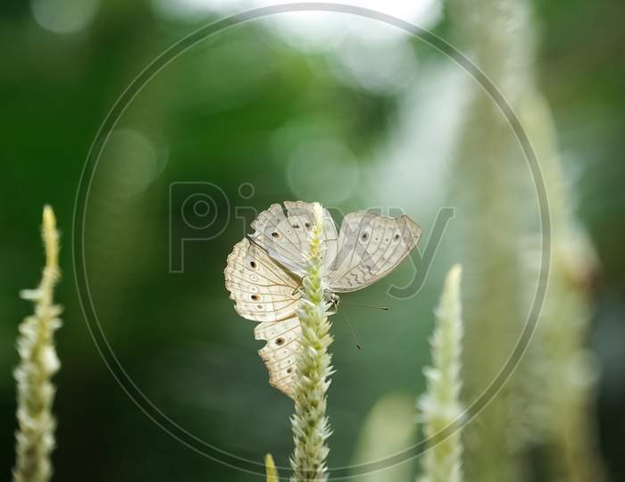 Image Of Grey Pansy Butterfly Feeding Nectar From Flower