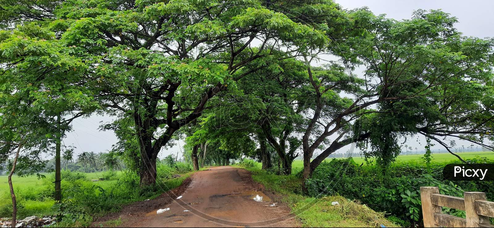 Red road way remote area village with tree and green background