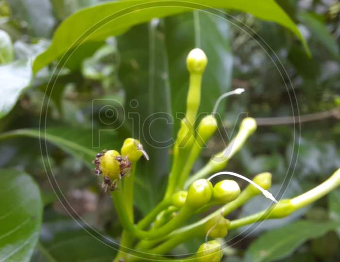 Macro photography of a jasmine bud with ants on it.