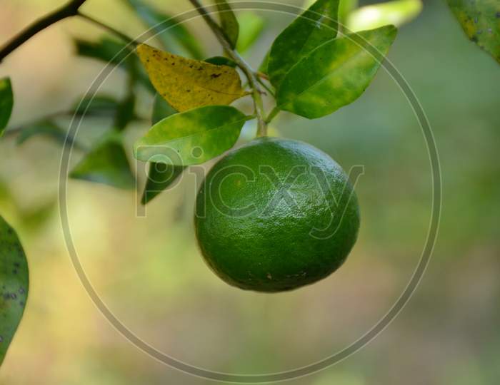The Green Ripe Orange With Leaves And Branch In The Garden.