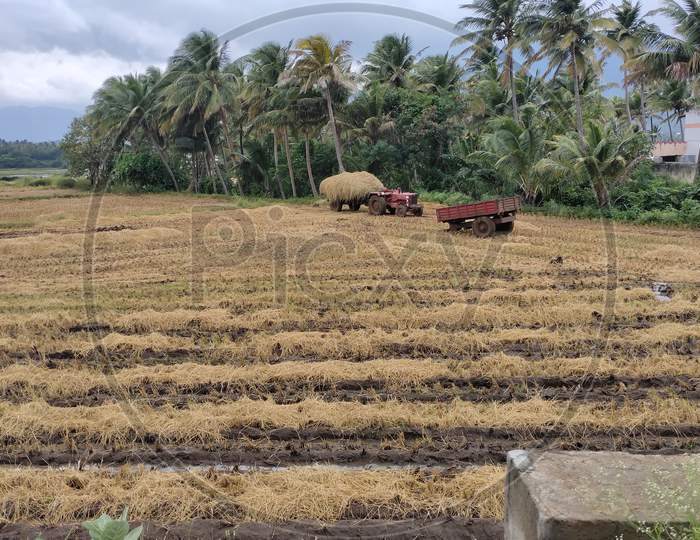 paddy after harvesting