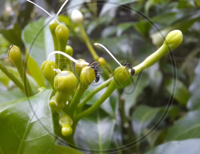 Macro photography of ants sitting on the jasmine buds