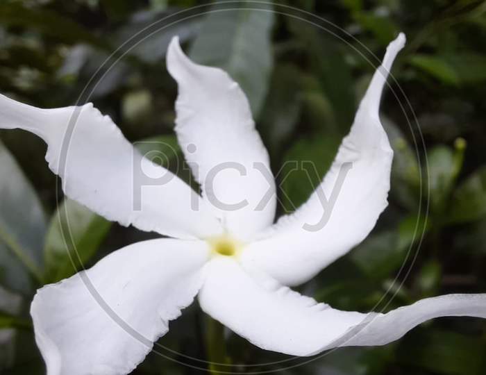 Macro photography of a jasmine flower