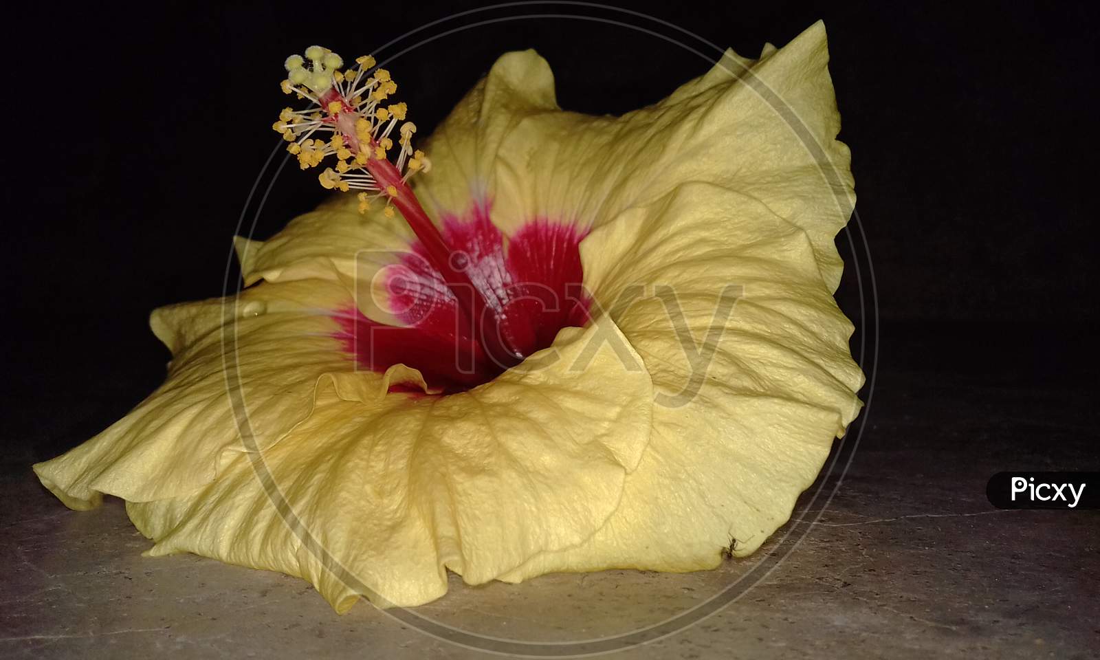 Chinese hibiscus a beautiful yellow flower