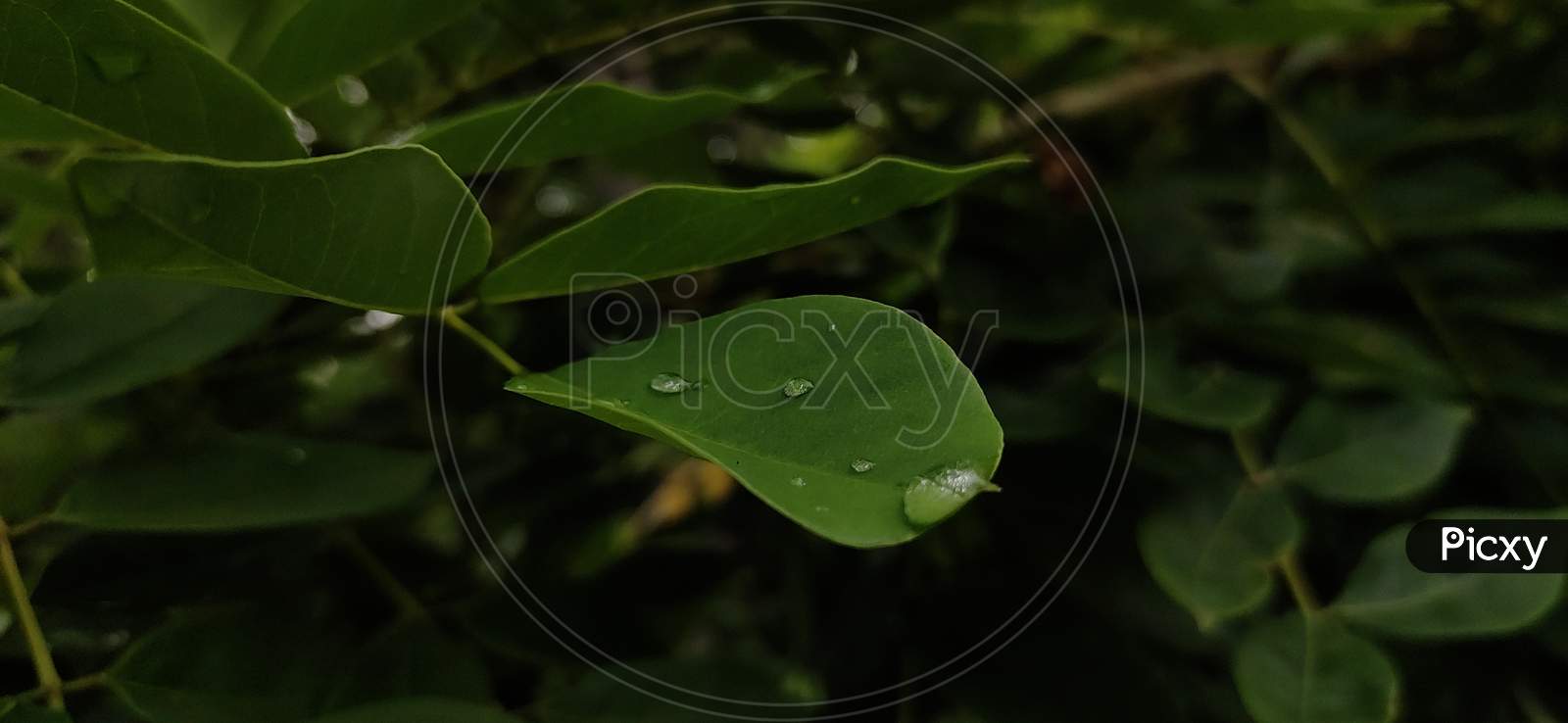 Water droplets on a leaf reflect the sunlight.
