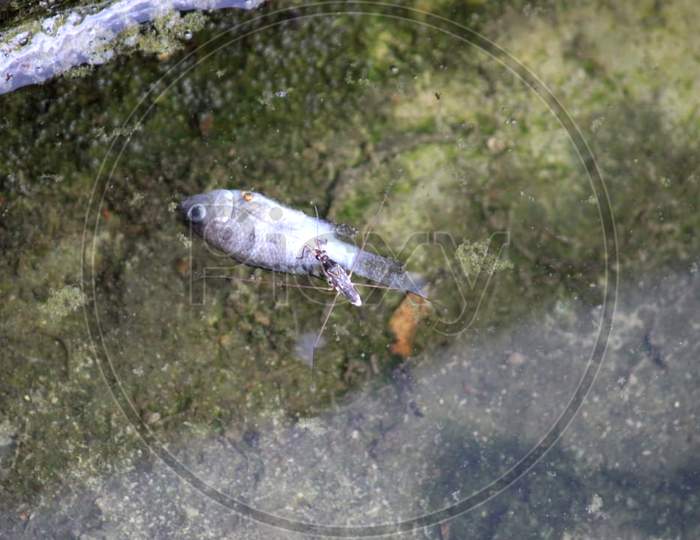 picture of a fish and a water spider sitting on it