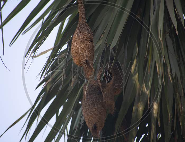 A Nest Of Tailor Bird Called Babui In Bengali