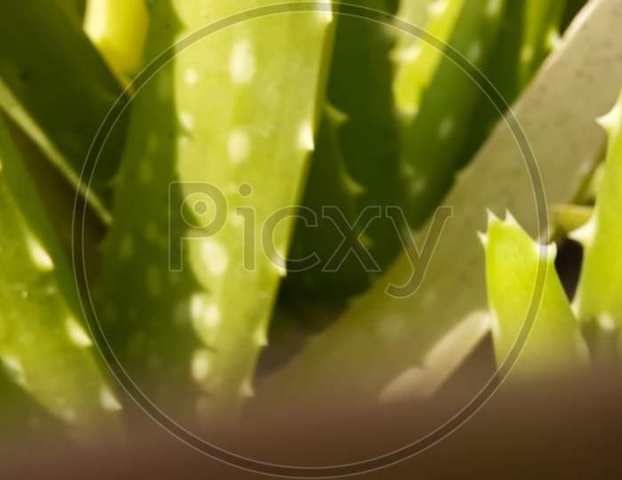 Macro photography of aloe vera plant