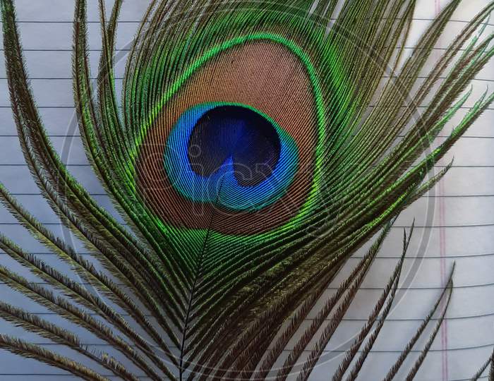 Closeup Indian Peacock feader with metallic Blue, Green and Bronze colors