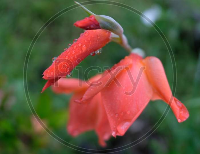 Water droplets on orange gladiolus flowers