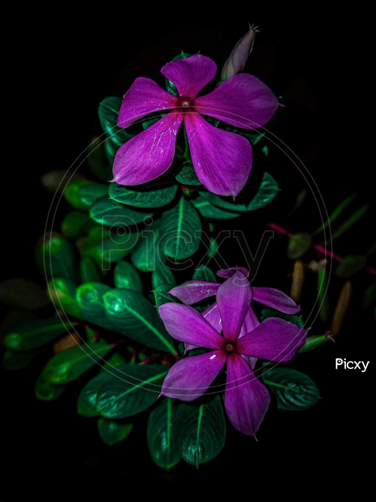 Purple Flower On Black Background