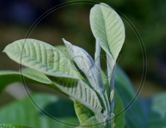 green, leaf, nature, guava leaf