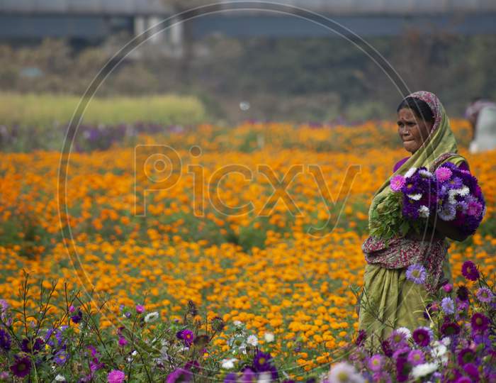Khirai Midnapore, West Bengal, India - 11Th October 2020 : A Woman Farmer Working In Flower Field