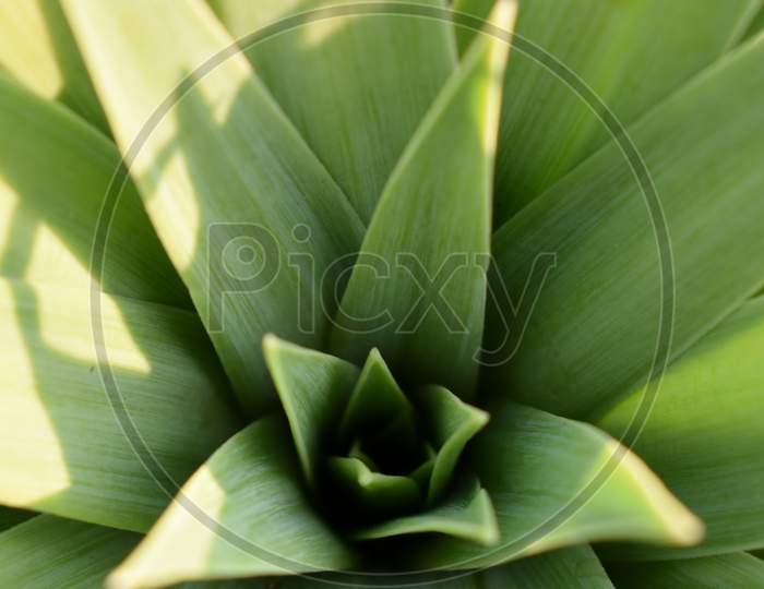 green, portrait, flower, plant, nature, zoom