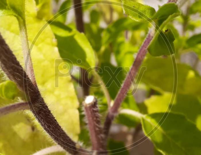 Macro photography of plants