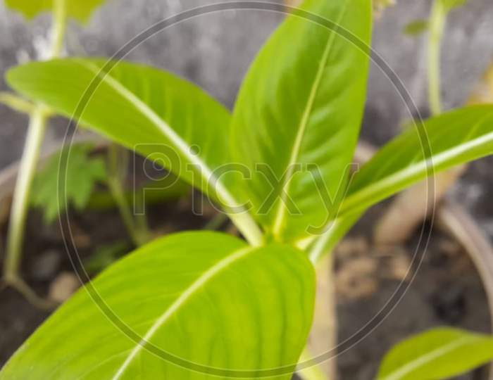 Macro photography of plant's leaves