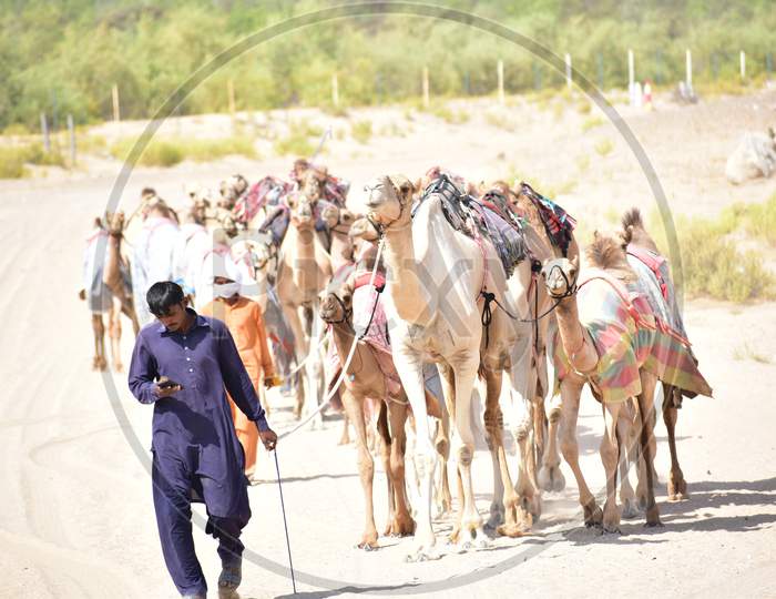 Man With His Camels In Al Khatim Desert Area,Abu Dhabi,Uae.10.10.2020.