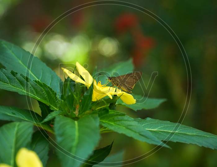 Image Of Small Branded Swift Feeding Nectar From Yellow Alder Flower.