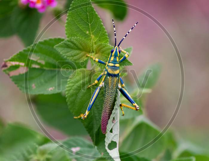 coloured grasshopper