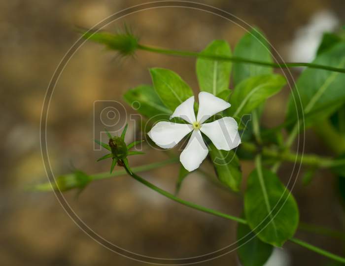 Image Of White Beautiful Flower Catharanthus Roseus In Garden,Kerala,India.Commonly Known As Bright Eyes, Cape Periwinkle, Graveyard Plant, Madagascar Periwinkle, Old Maid, Pink Periwinkle