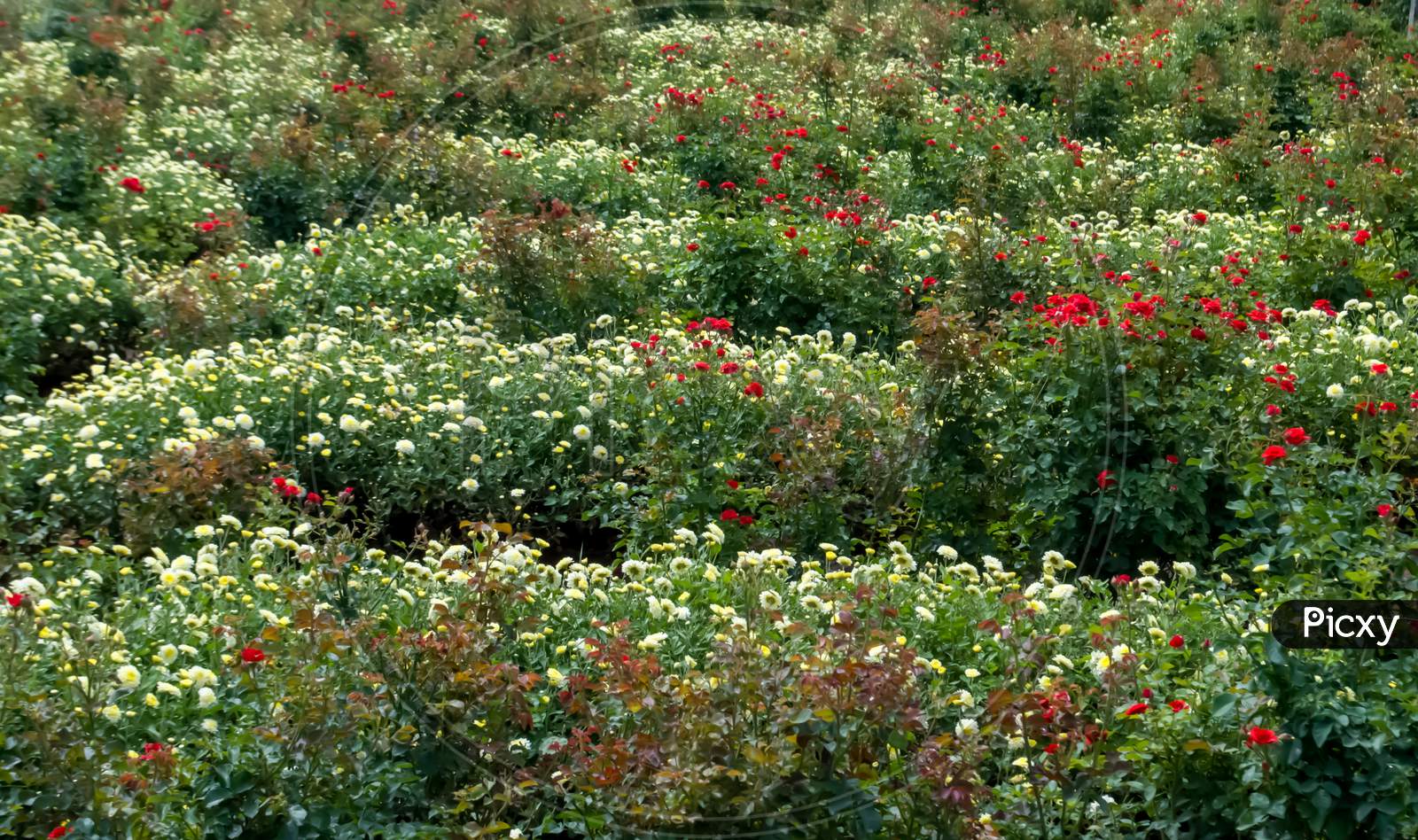 Flowers farming and planting by seasonal in India