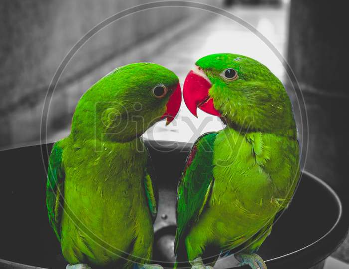 Parrot Couple