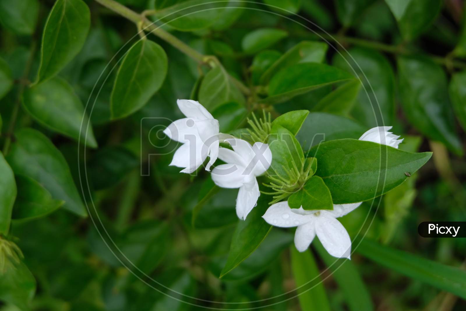 White star jasmine flowers