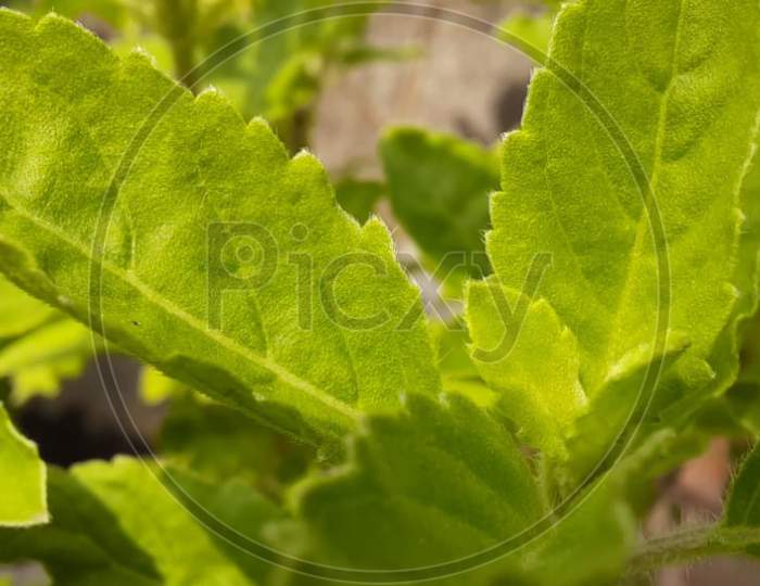 macro photography of a plant