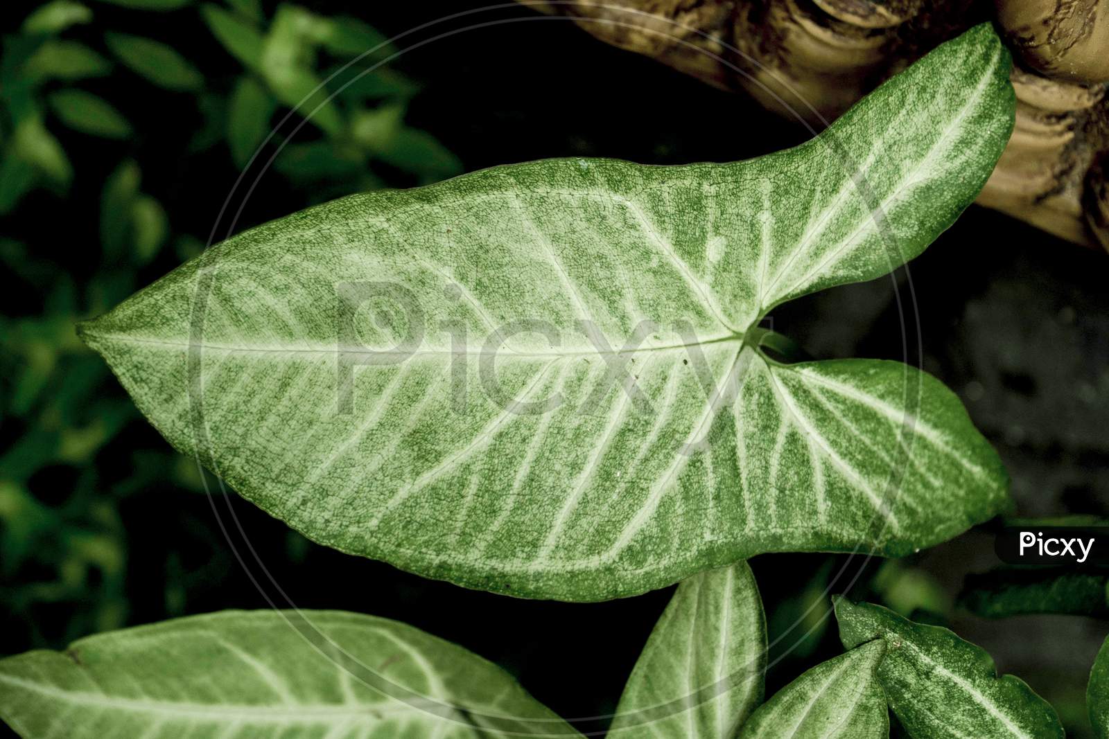 Beautiful Arrowhead Plant Leaf.It Is Also Called Syngonium Podophyllum