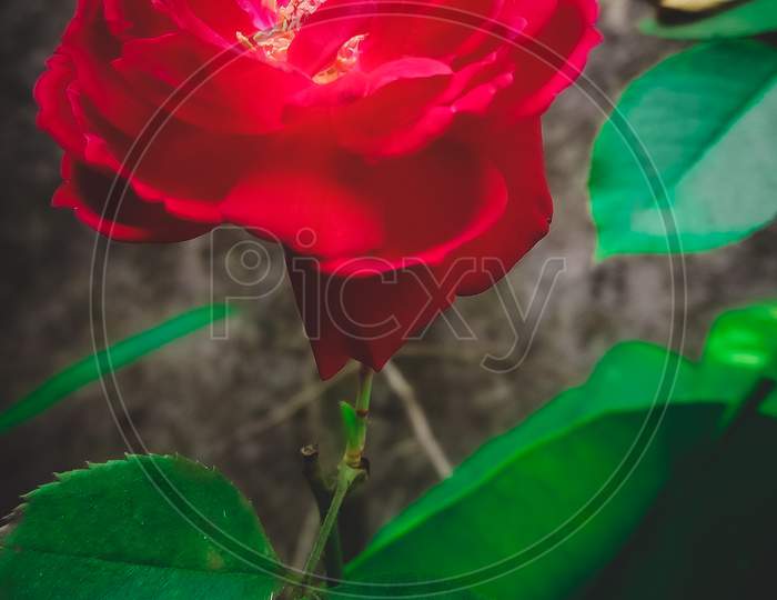 The symbol of Love Rose